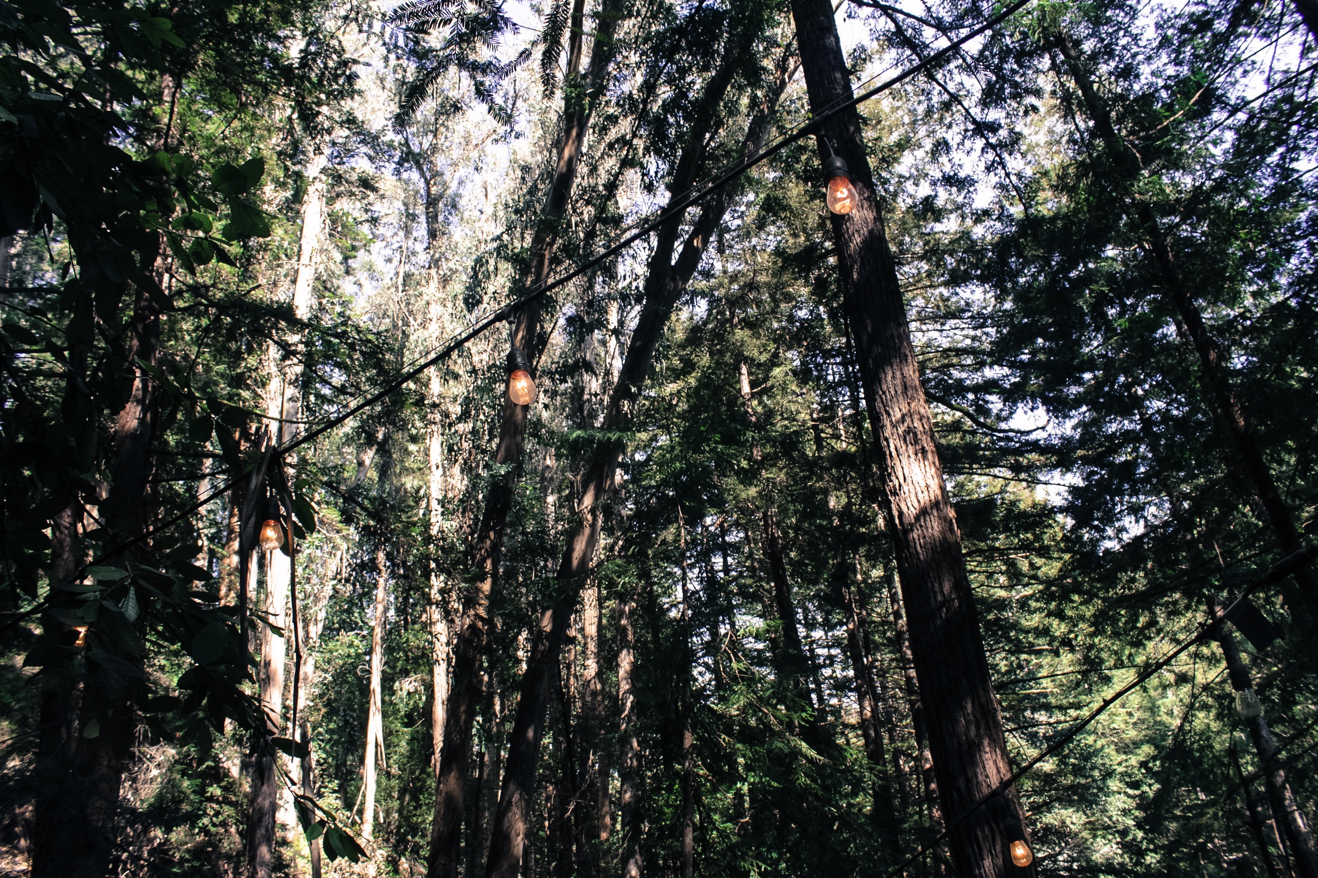 Redwood Trees